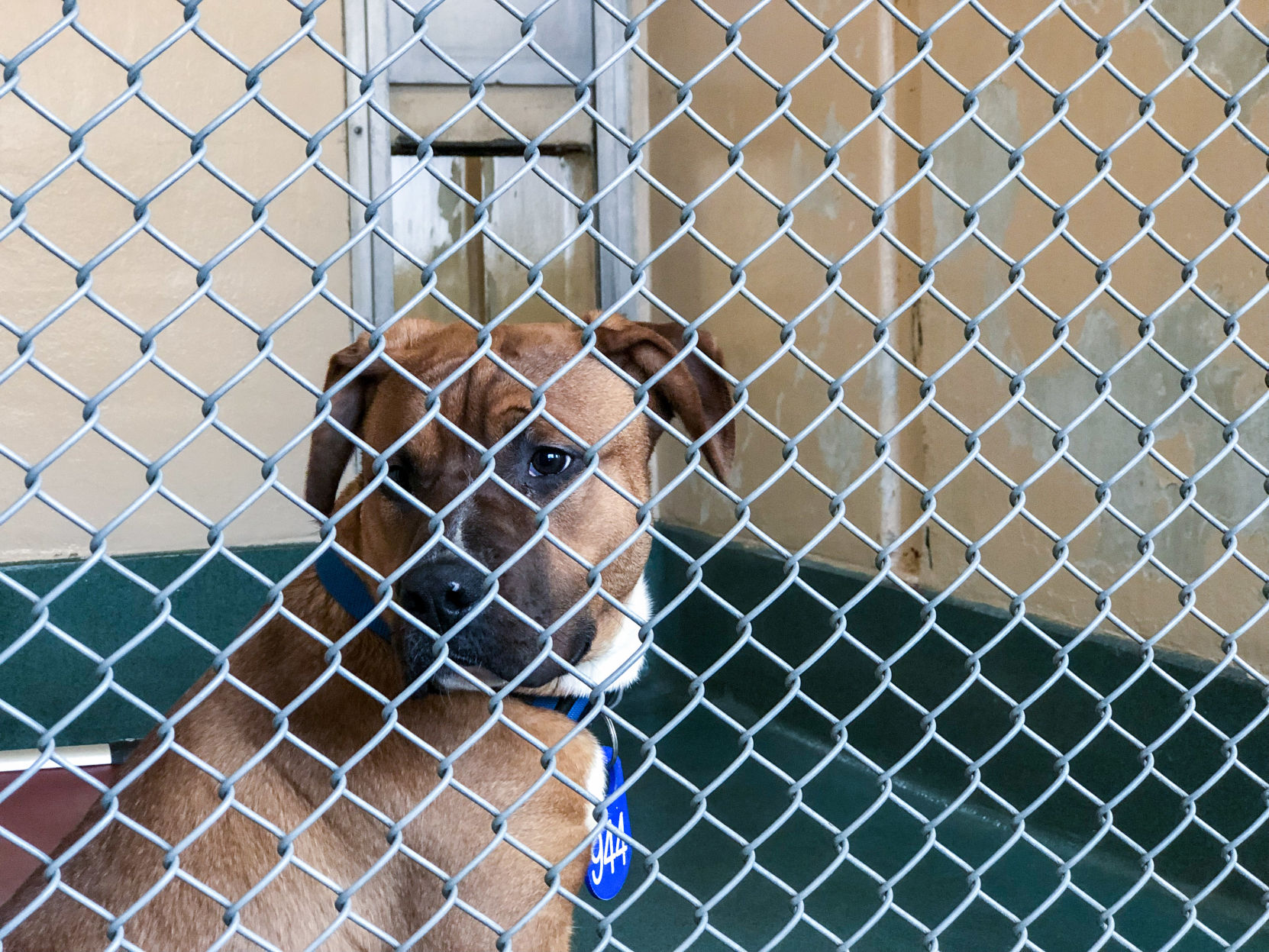 Photo_News_AnimalShelter_DogBehindFencing.jpg
